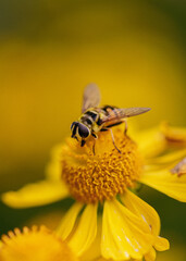 Hoverfly on yellow blossom macro