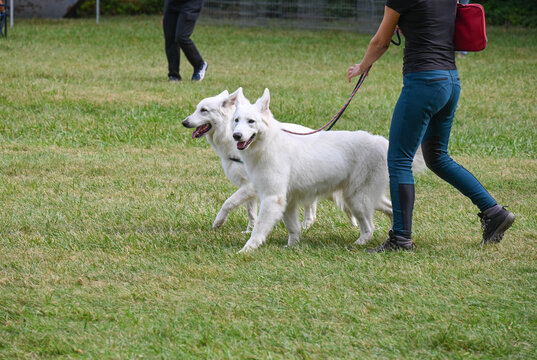 animaux chien loisir dressage parc balade promenade