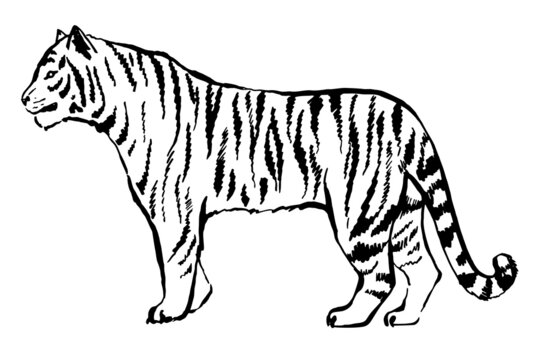 Tiger drawn with ink from the hands of a predator tattoo logo. Tiger goes isolated on white background. Vector tiger side view. Endangered animal