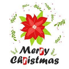 Obraz premium Traditional Christmas poinsettia flower with green leaves and red petals. Christmas flower