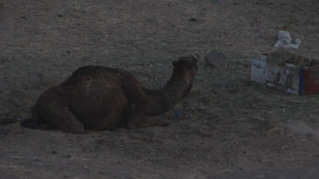camel on the sand
