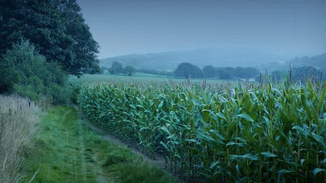 Rain On Corn Field Landscape On Cloudy Day