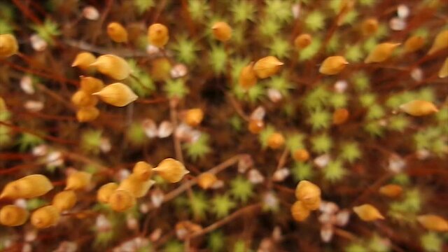 Polytrichum commune macro