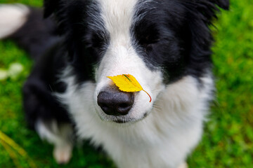 Outdoor portrait of cute funny puppy dog border collie with yellow fall leaf on nose sitting in autumn park. Dog sniffing autumn leaves on walk. Close Up selective focus. Funny pet concept