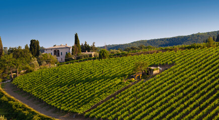 Fototapeta na wymiar Vineyard landscape in Tuscany, Italy