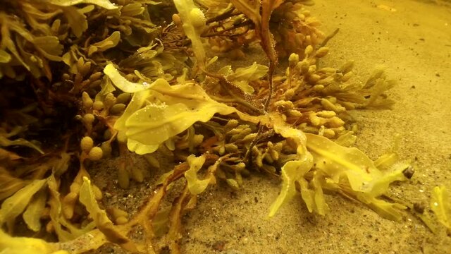 Fucus underwater