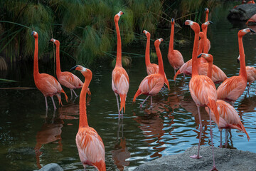 flamingos in the lake