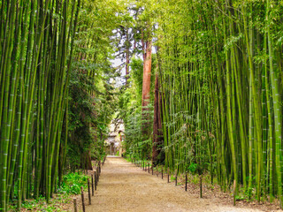 View of a path surrounded by a giant bamboos forest and sequoias in the garden 