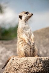 Fototapeta premium meerkat on guard duty
