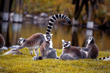 ring tailed lemur