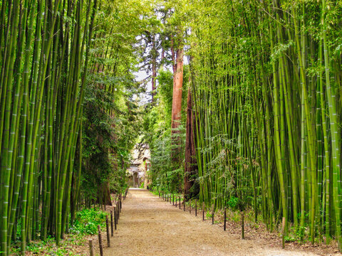 View of a path surrounded by a giant bamboos forest and sequoias in the garden "Bambouseraie of Prafrance" at Générargues, close of Anduze, Cévennes, France (summer 2020)