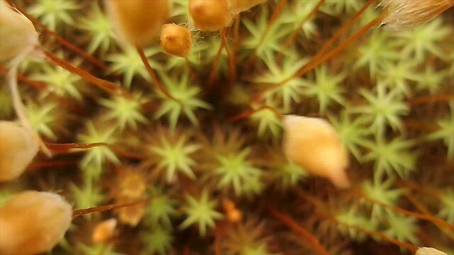 Polytrichum commune macro