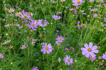 Fototapeta premium flowers in the grass