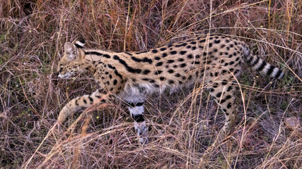 Ein Serval in der Seitenansicht auf Beutesuche in der Savanne