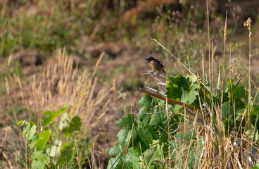 Stonechat bird.