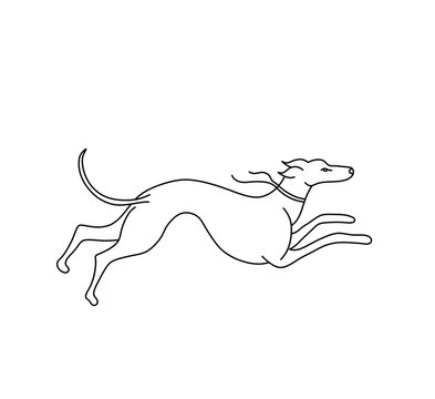 Vector isolated running hound dog contour black line graphic drawing. Greyhound grahic art poster element