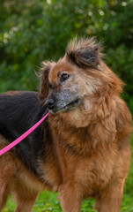 Fototapeta premium Old dog.