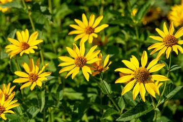 Autumn  yellow flowers close-up