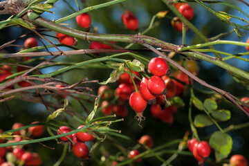 Red rose hips