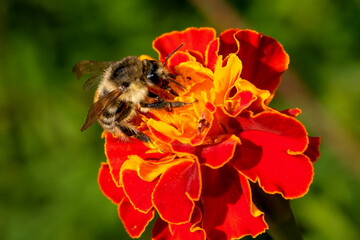 A bee on a red flower - Powered by Adobe