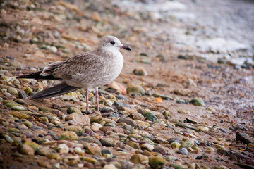 A seagull stands on the bank of the river
