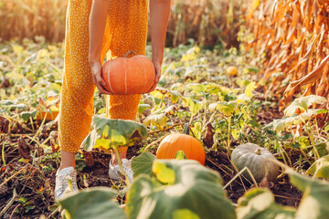 Pumpkins.Woman farmer picking autumn crop of pumpkins on farm. Agriculture. Thanksgiving and Halloween