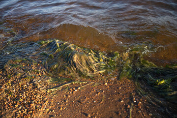 There are a lot of green algae on the beach in the sand.Dirty sandy beaches in the resort.
