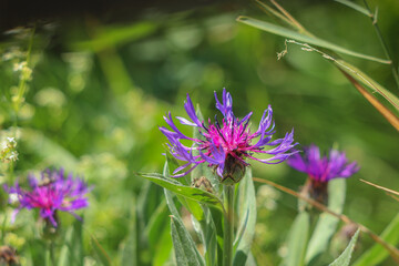 Centaurea montana. Fiordaliso di montagna nel suo ambiente naturale.