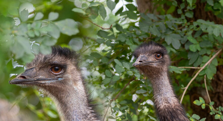 Emu birds, Dromaius novaehollandiae , close up portraits