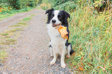 Funny puppy dog border collie with orange maple fall leaf in mouth sitting on park background outdoor. Dog sniffing autumn leaves on walk. Hello Autumn cold weather concept.