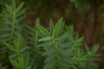 small single stem plant with green leaves
