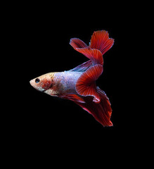 A betta fish is a small, freshwater fish that is brightly colored has long fins and sometimes called a Siamese fighting fish. This is one of kind betta fish called Double Tail Halfmoon Betta Fish