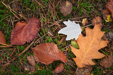 Autumn natural background with dry foliage on the ground.