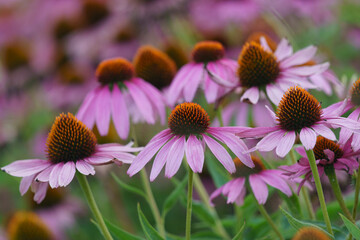 Bright flower bed in the Moscow city. Echinacea purpurea, the eastern purple coneflower, purple coneflower, hedgehog coneflower, or echinacea. Natural beautiful floral background.