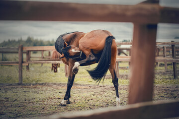 A bay horse in a halter walks in the levada.