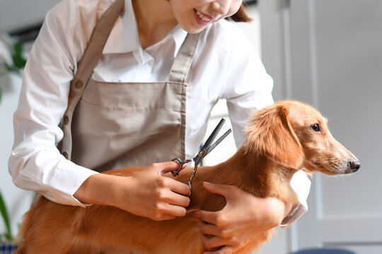 Keeping Pets at Home: The Ultimate Guide to Proper Care and Maintenance