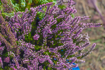 Fototapeta premium Heather is an evergreen shrub. Beautiful blooming pink white heather. Small lilac-purple flowers. Flowering, gardening. Calluna vulgaris. The concept of a flower shop.