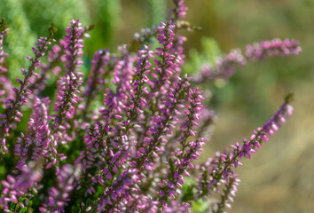 Heather is an evergreen shrub. Beautiful blooming pink white heather. Small lilac-purple flowers. Flowering, gardening. Calluna vulgaris. The concept of a flower shop.