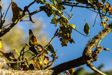leafs and foliage