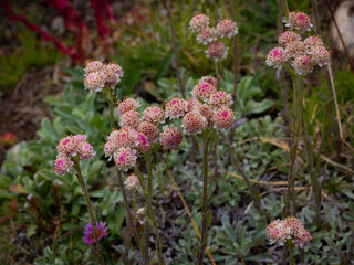 Mountain Flowers