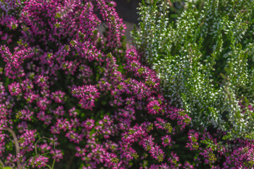 Heather is an evergreen shrub. Beautiful blooming pink white heather. Small lilac-purple flowers. Flowering, gardening. Calluna vulgaris. The concept of a flower shop.