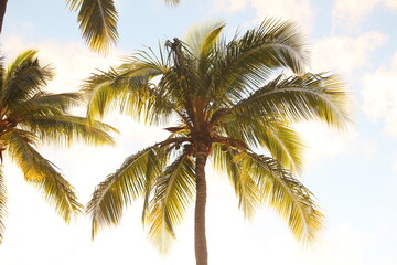 Fototapeta na wymiar palm