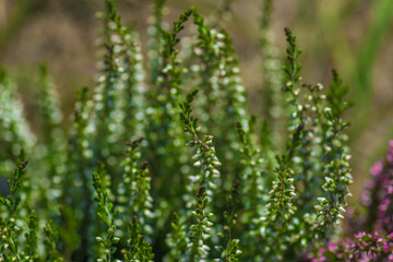 Heather is an evergreen shrub. Beautiful blooming pink white heather. Small lilac-purple flowers. Flowering, gardening. Calluna vulgaris. The concept of a flower shop.