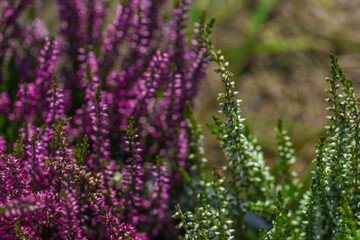 Heather is an evergreen shrub. Beautiful blooming pink white heather. Small lilac-purple flowers. Flowering, gardening. Calluna vulgaris. The concept of a flower shop.