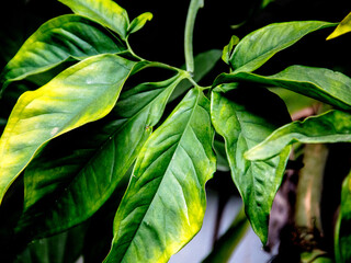 leafs and foliage