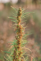 Wild cannabis bush close-up in a field