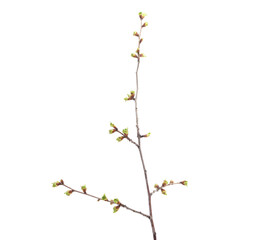 Twig with green buds.