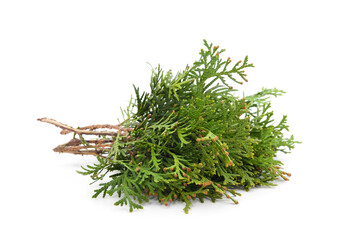 Green branch of thuja.