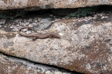 Viviparous Lizard in the Eifel