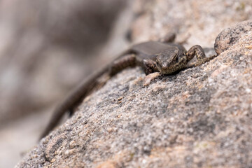 Viviparous Lizard in the Eifel
